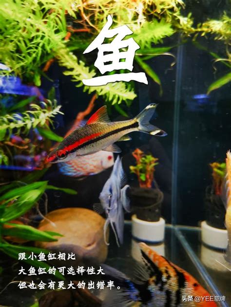 一尺魚缸養多少魚